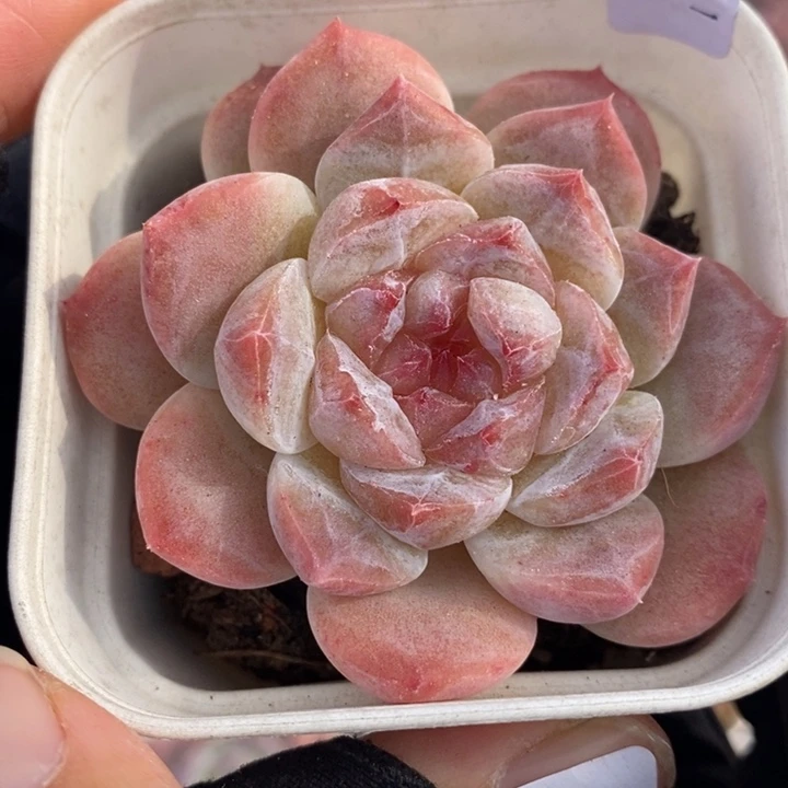 1201-519，冰魄1个
