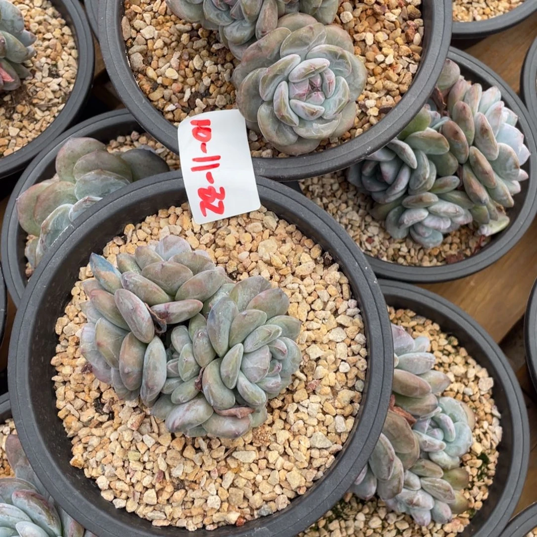 生***铁10-11-82静好多肉园艺