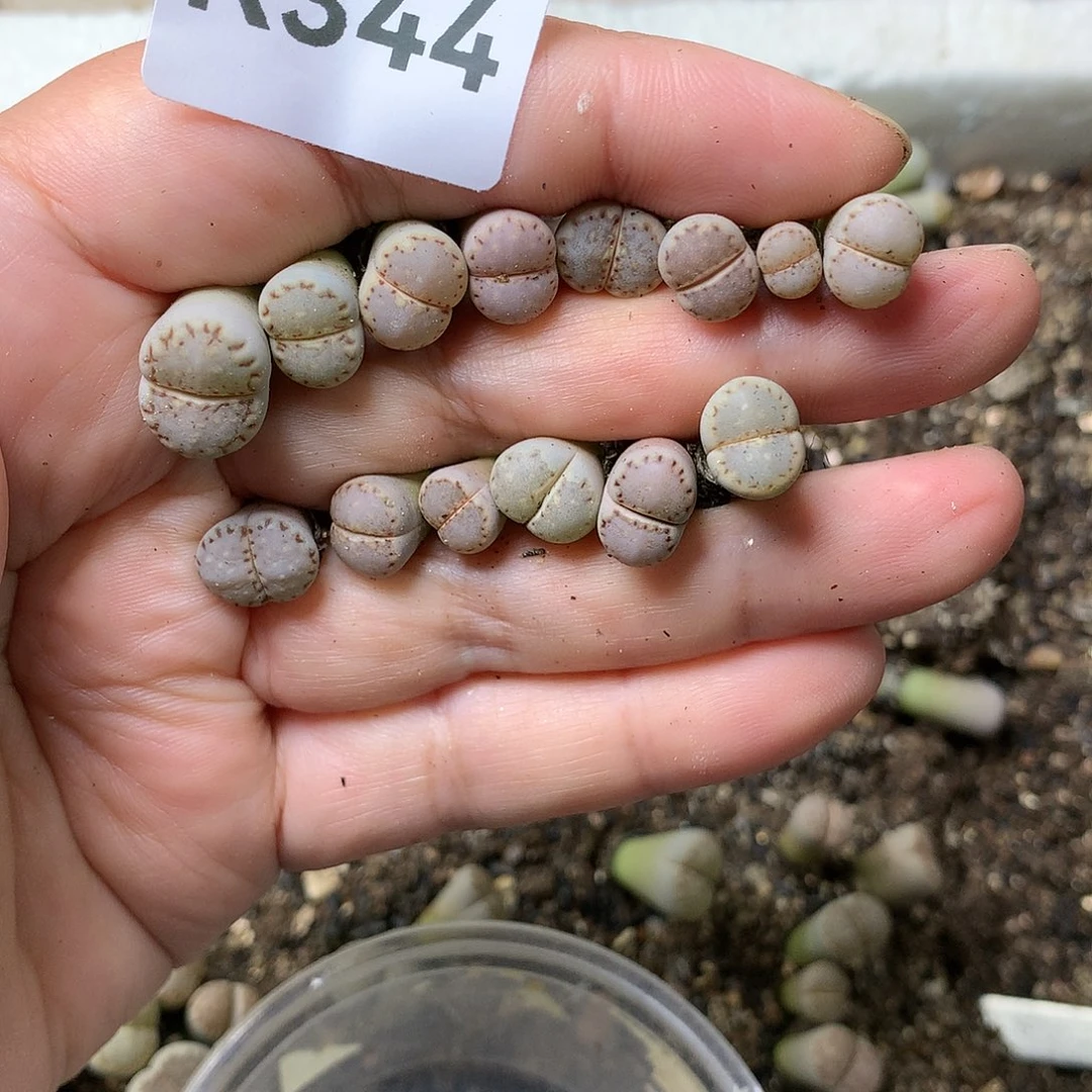 稻*K344多肉植物保护