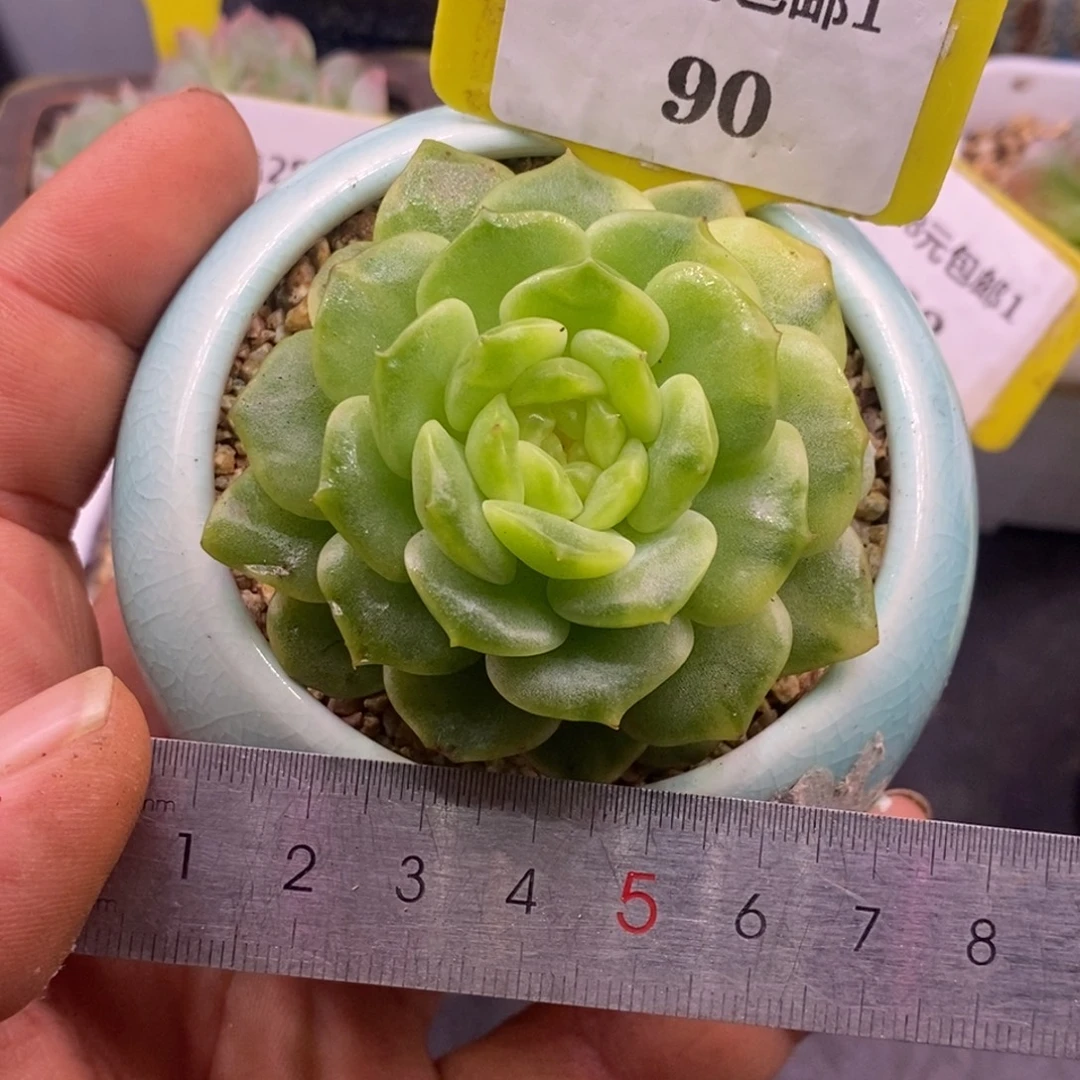190纯爱花锦，福利……