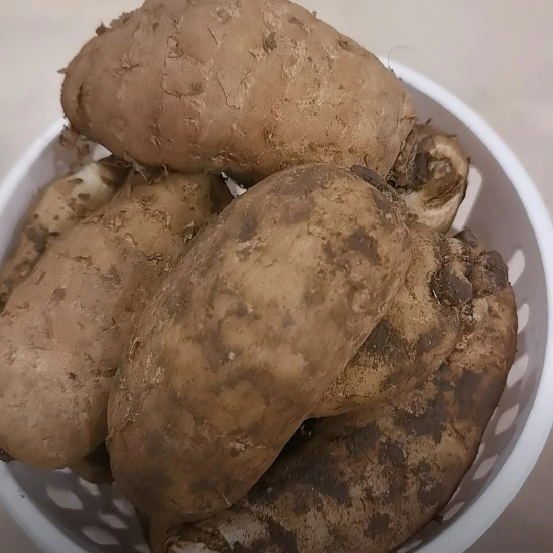 湖北恩施高山农家种植天麻