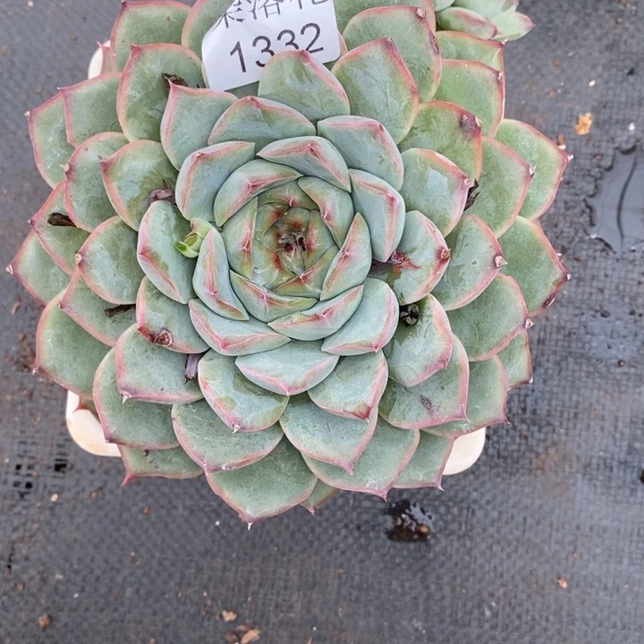 不***调精品多肉植物1332