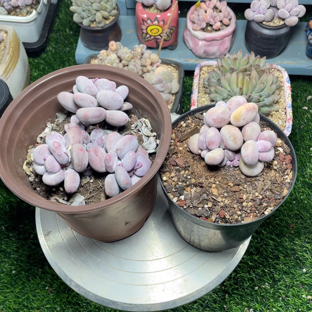 谁****堡大叶奶酪多肉植物