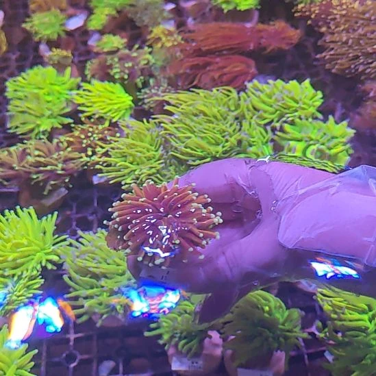 纽扣珊瑚24k金火柴珊瑚17062