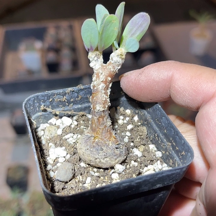 满38包邮2天凑单，脱土晾根发货多肉植物派马