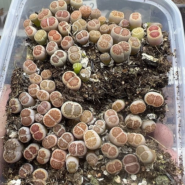 439尺寸小整点福利带个奔11111111