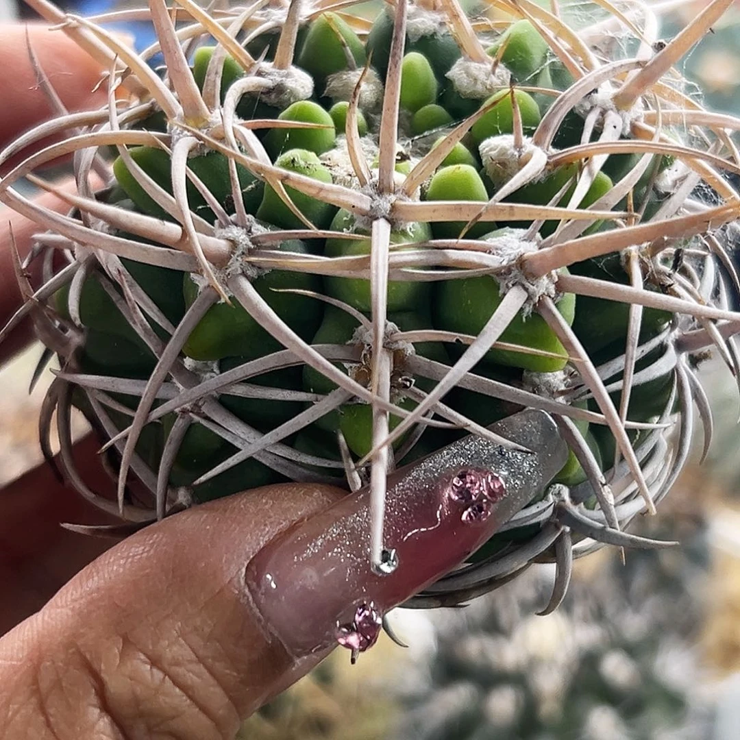 黄体碧岩仙人球66666666