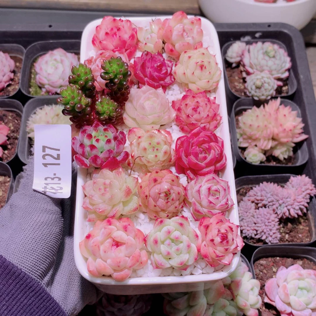 【闪购商品】花13-127拼盘