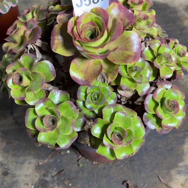 瑞妈多肉植物587.