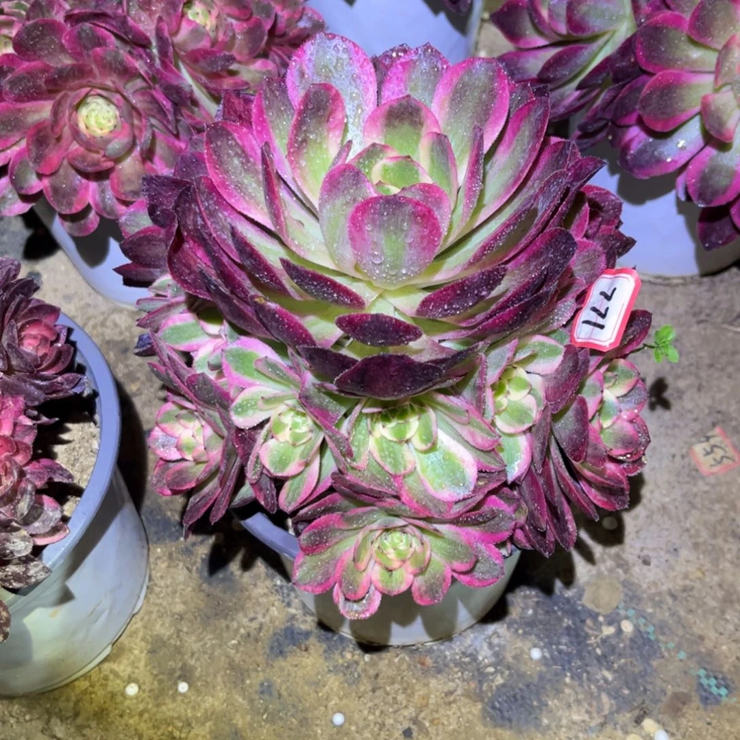 771多肉植物红倾城