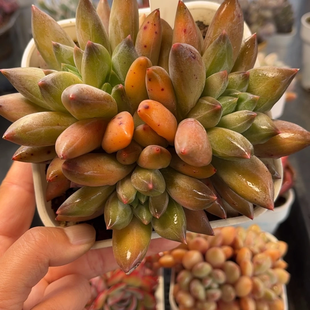 2941 满30包邮天冷地区必拍保温箱