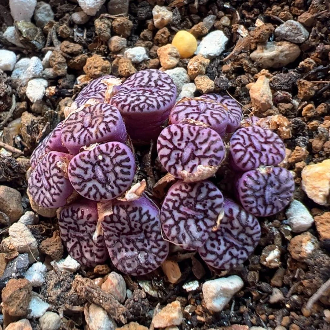 36多肉植物百科知识