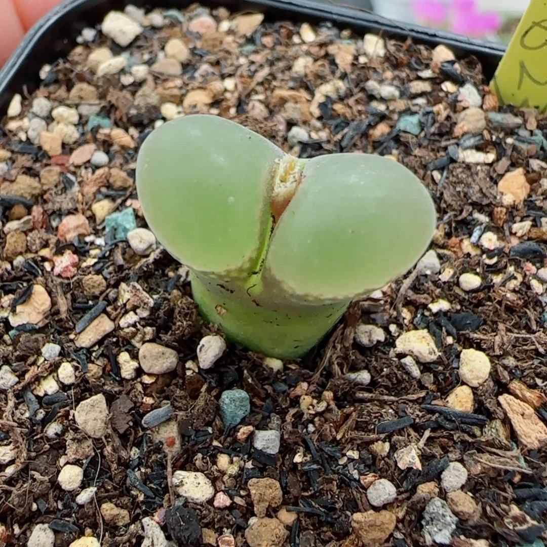 多肉植物B23母本一颗9号