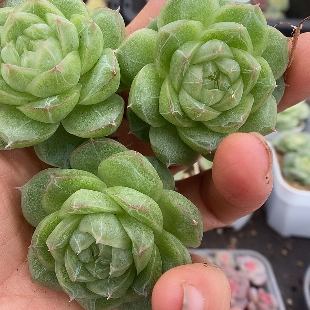 一物一拍一物一拍925-159