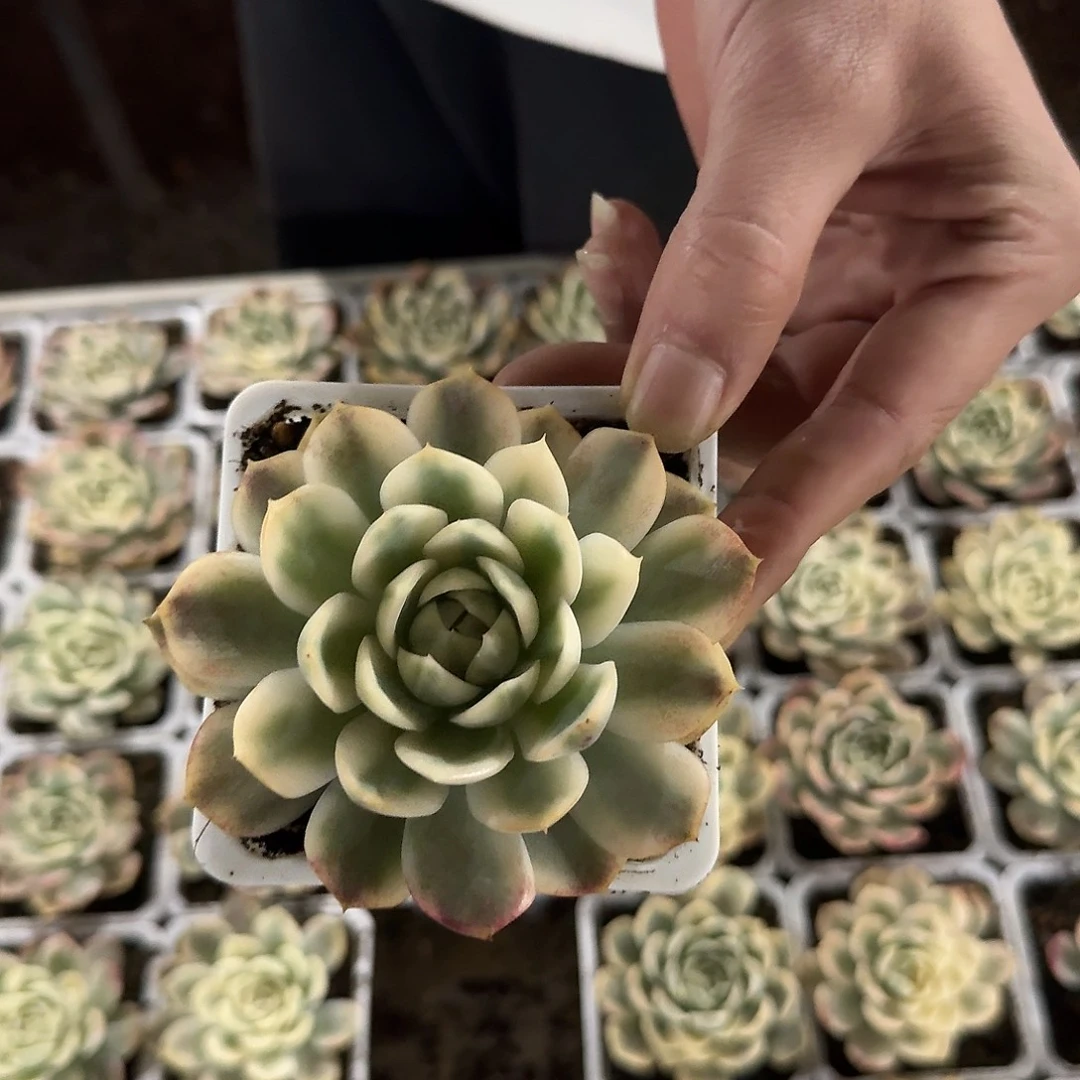 韩水晶锦多肉植物