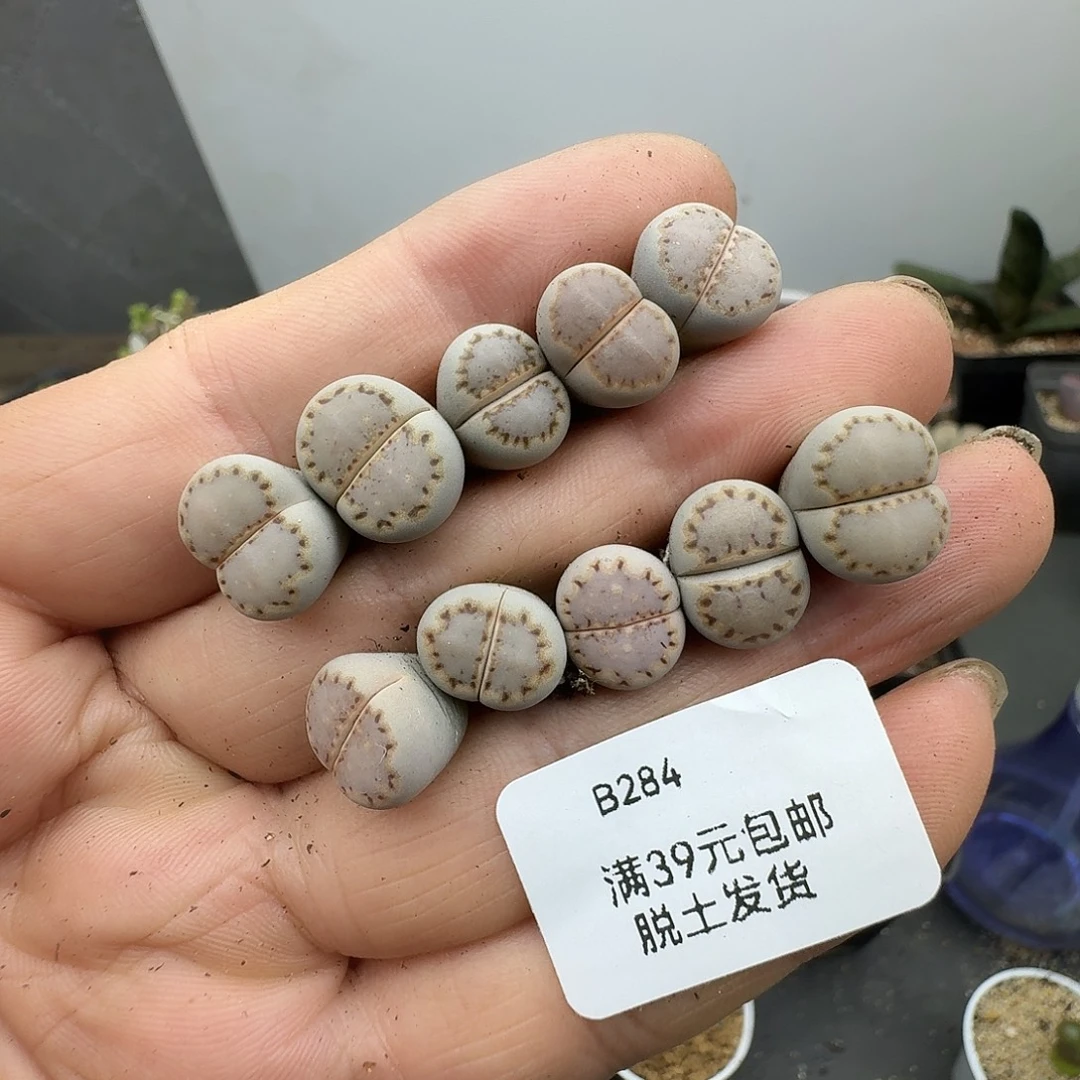 284多肉哈哈哈哈哈