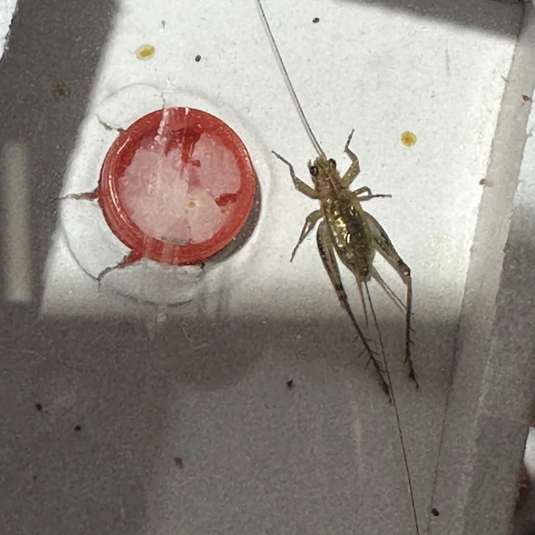 野采红头黑眼暗瑞蛉爬宠