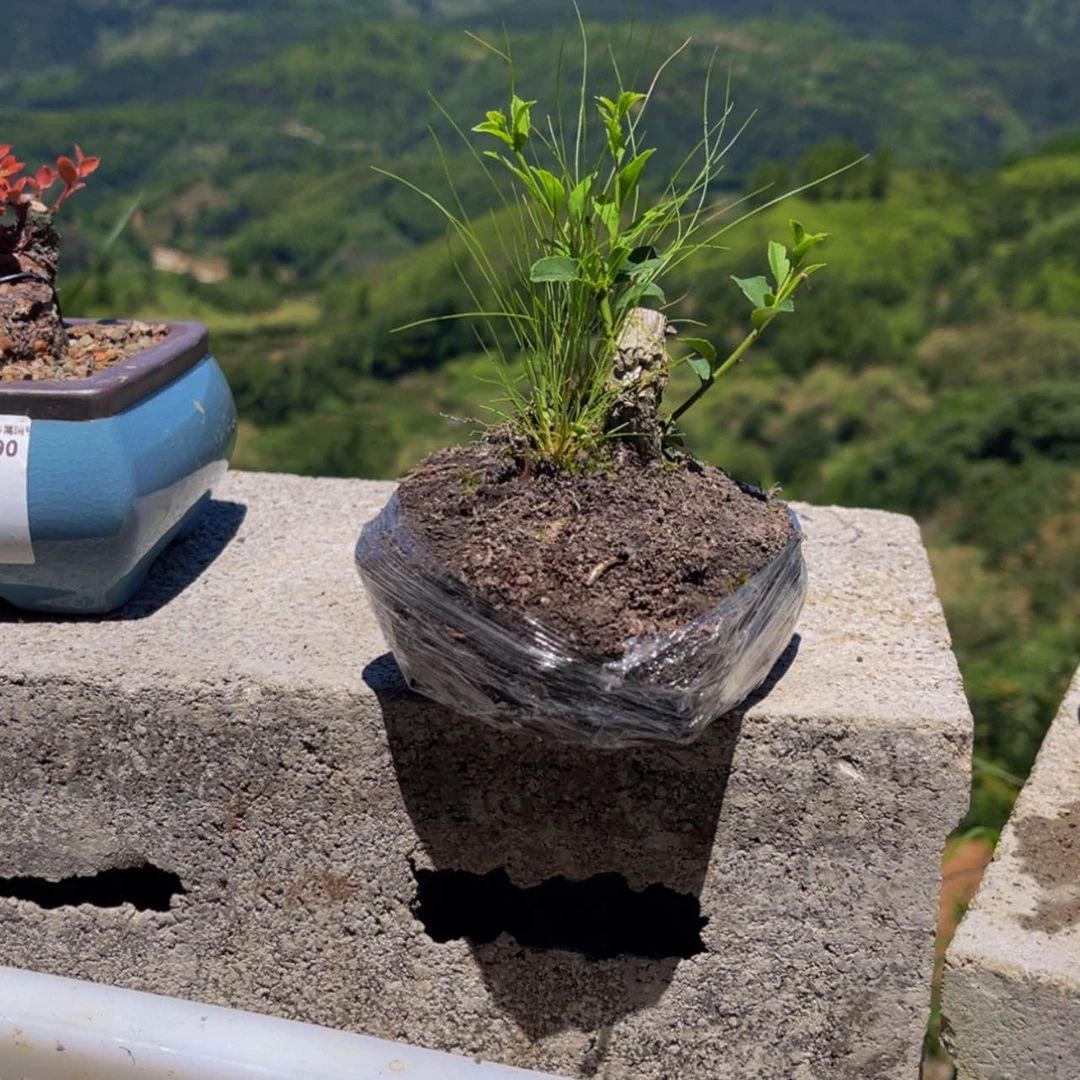 【闪购商品】无花朵林***记