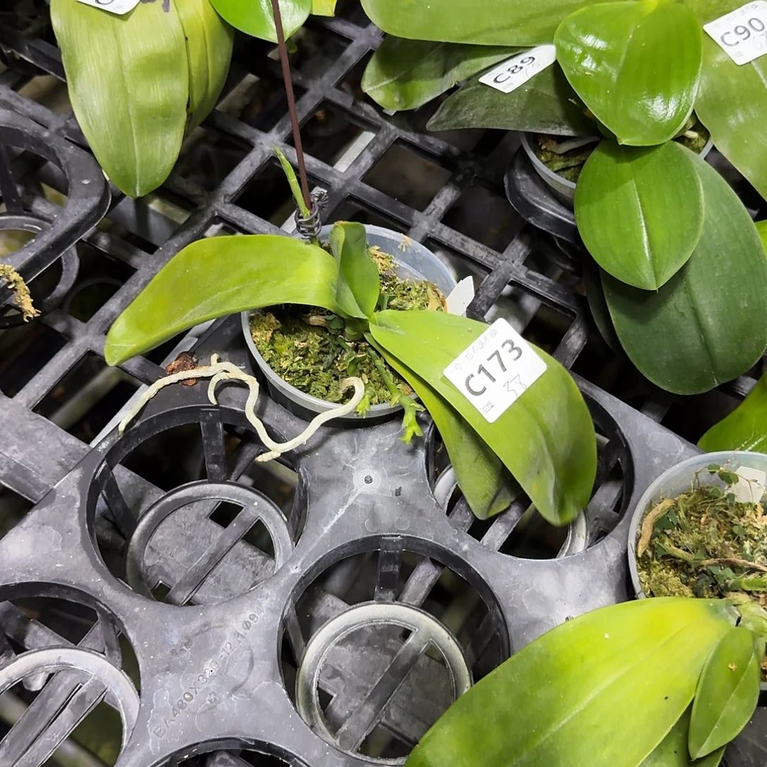 当前无花朵，栽培后可花朵c173