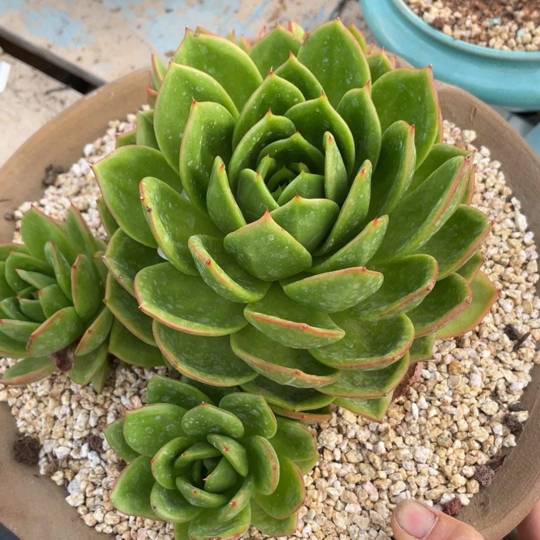 翠花群生多肉植物一物一拍