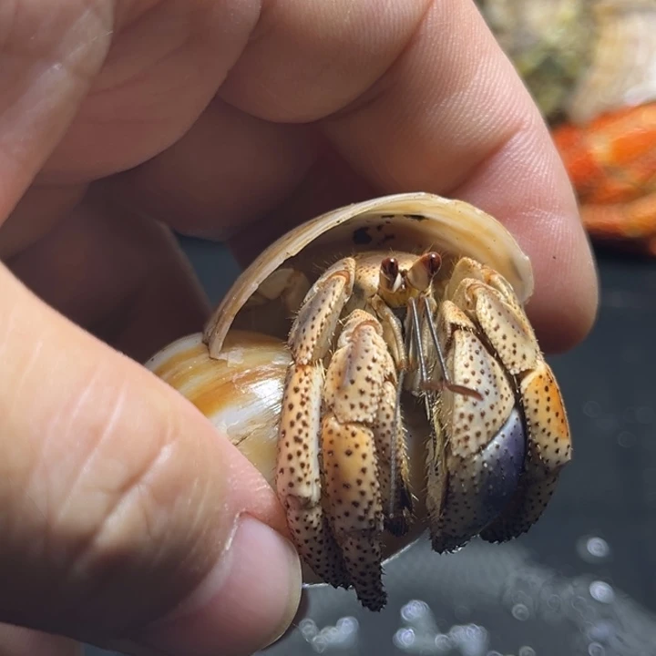 浅色西伯2.3口径需要拍加热包