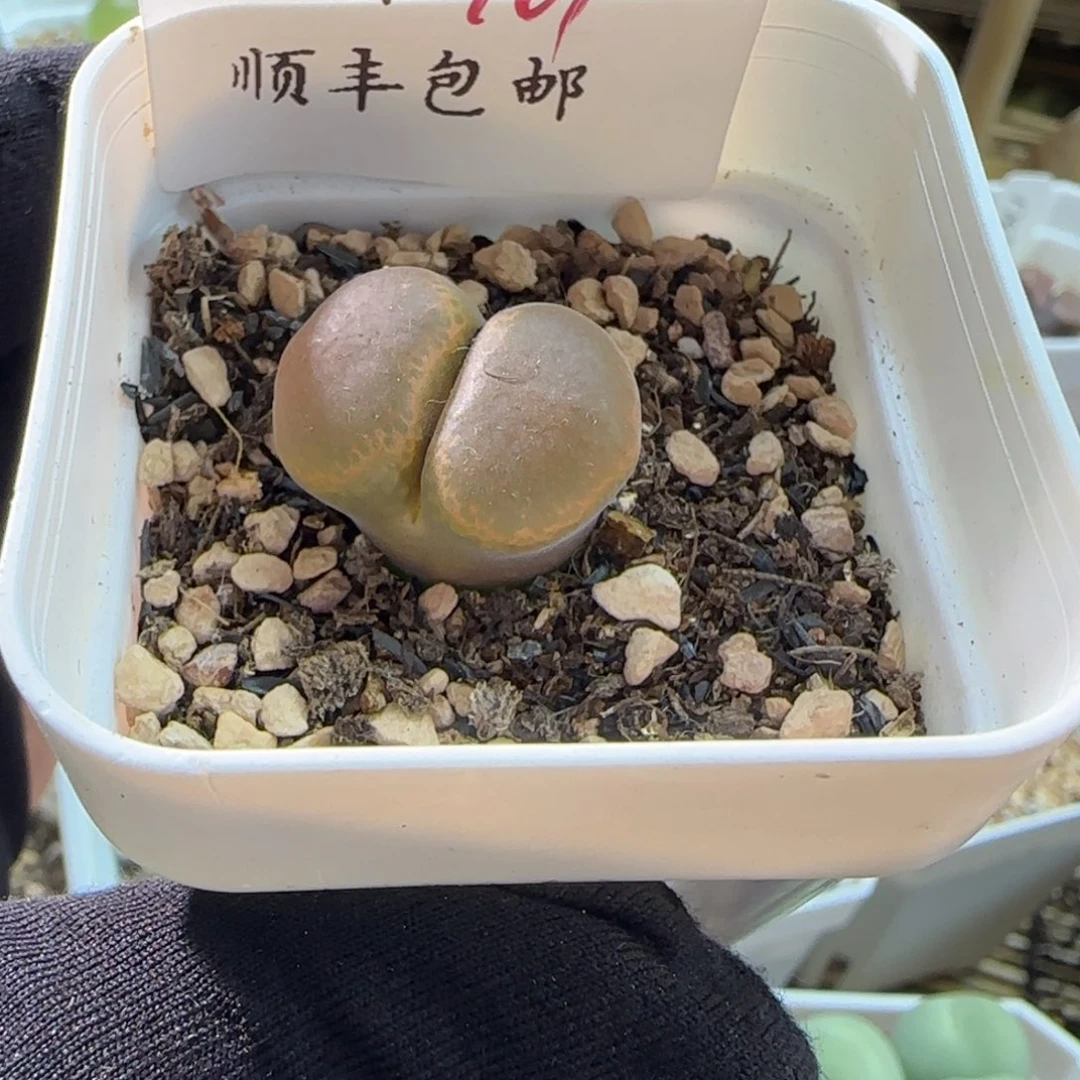 猴***山顺丰包邮一物一拍101