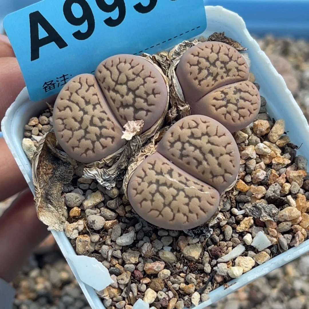 9935三头白富贵群一颗