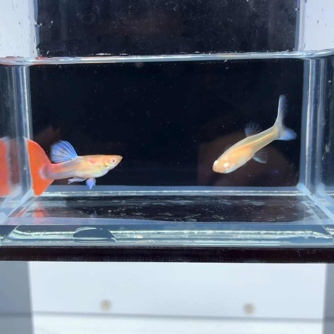 孔雀鱼火烧云一对（17）