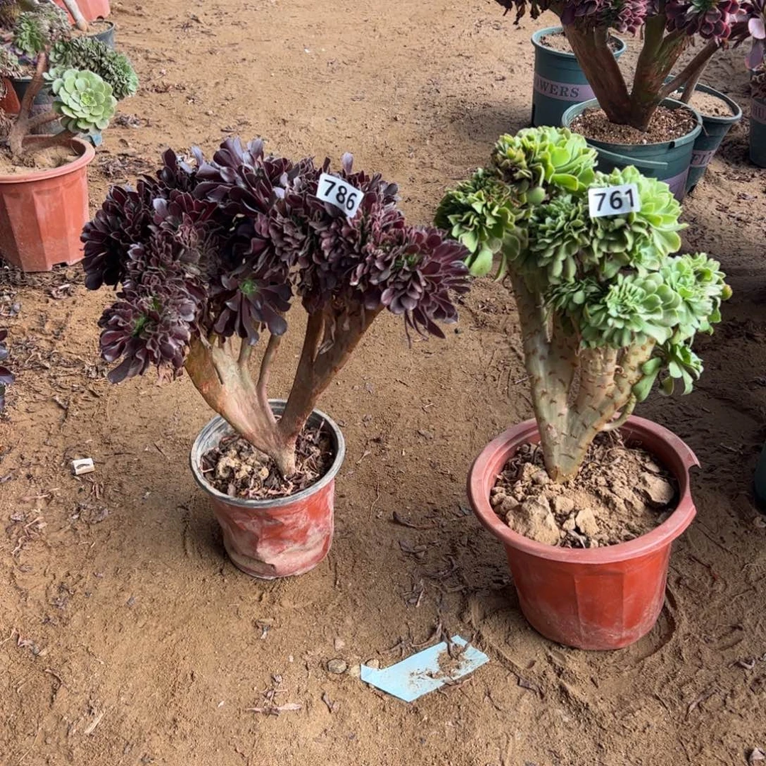 组合两颗786.761欧紫绿杨蓉