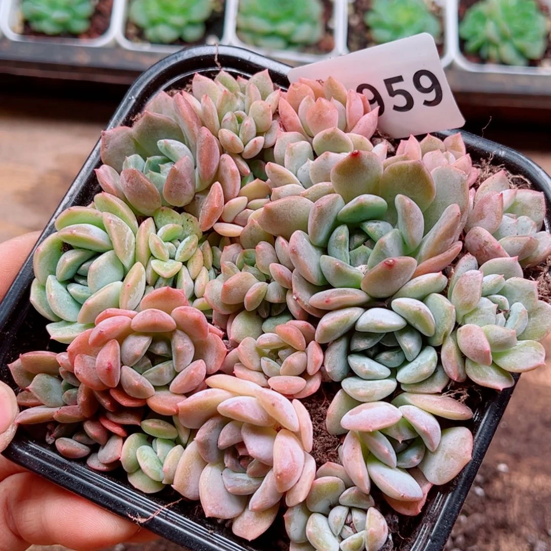 多肉植物多肉植物