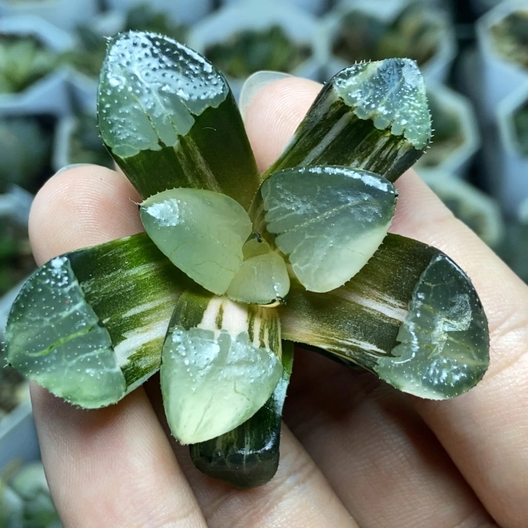 无菌实生锦繁殖苗一物一拍