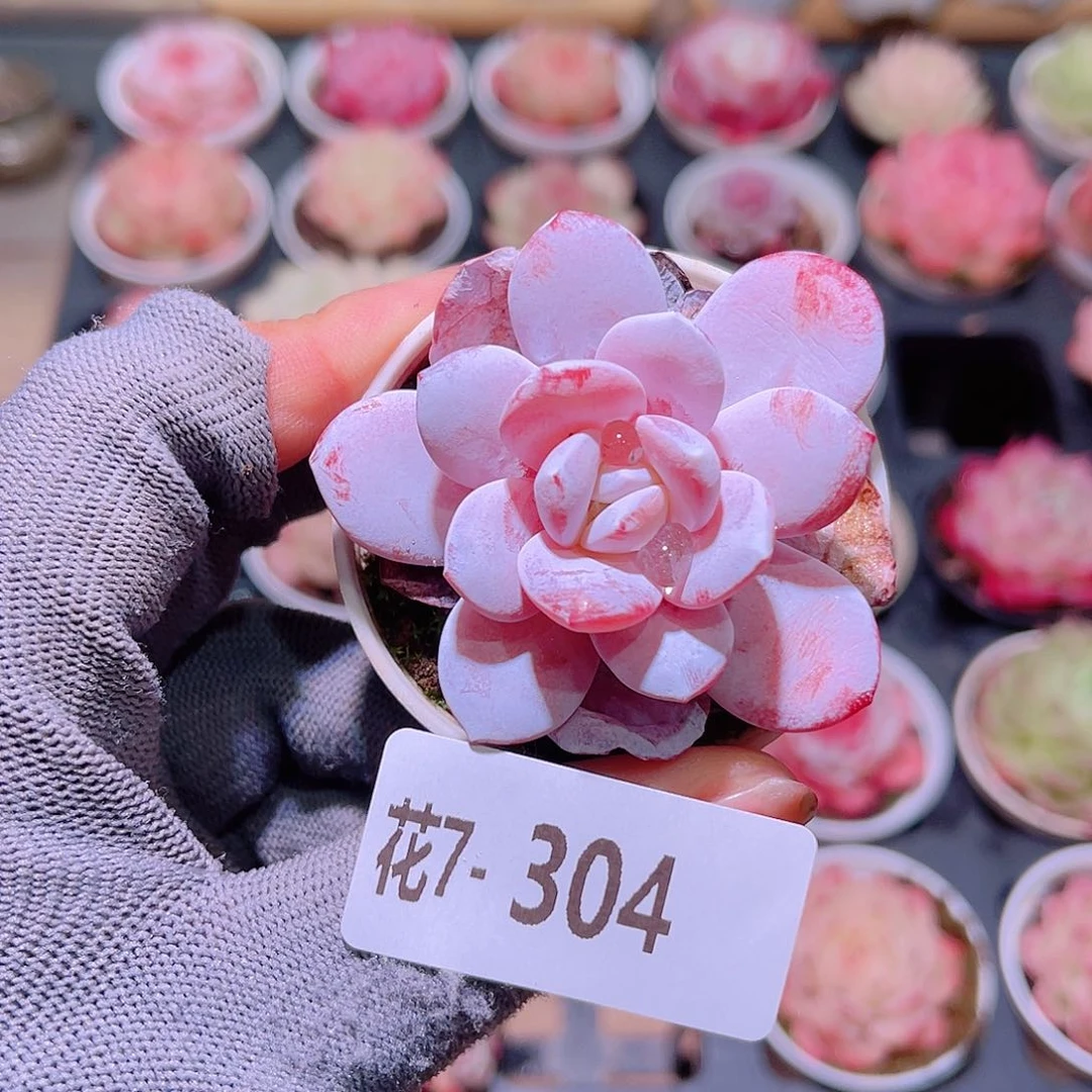 花07-304粉雪莲单头