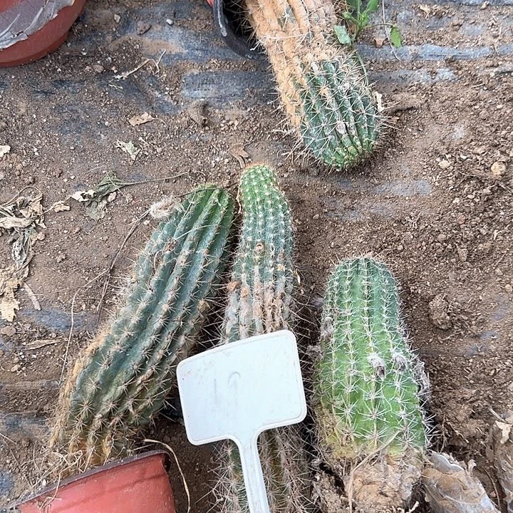 8***919号毛花柱瑕疵球20得东面