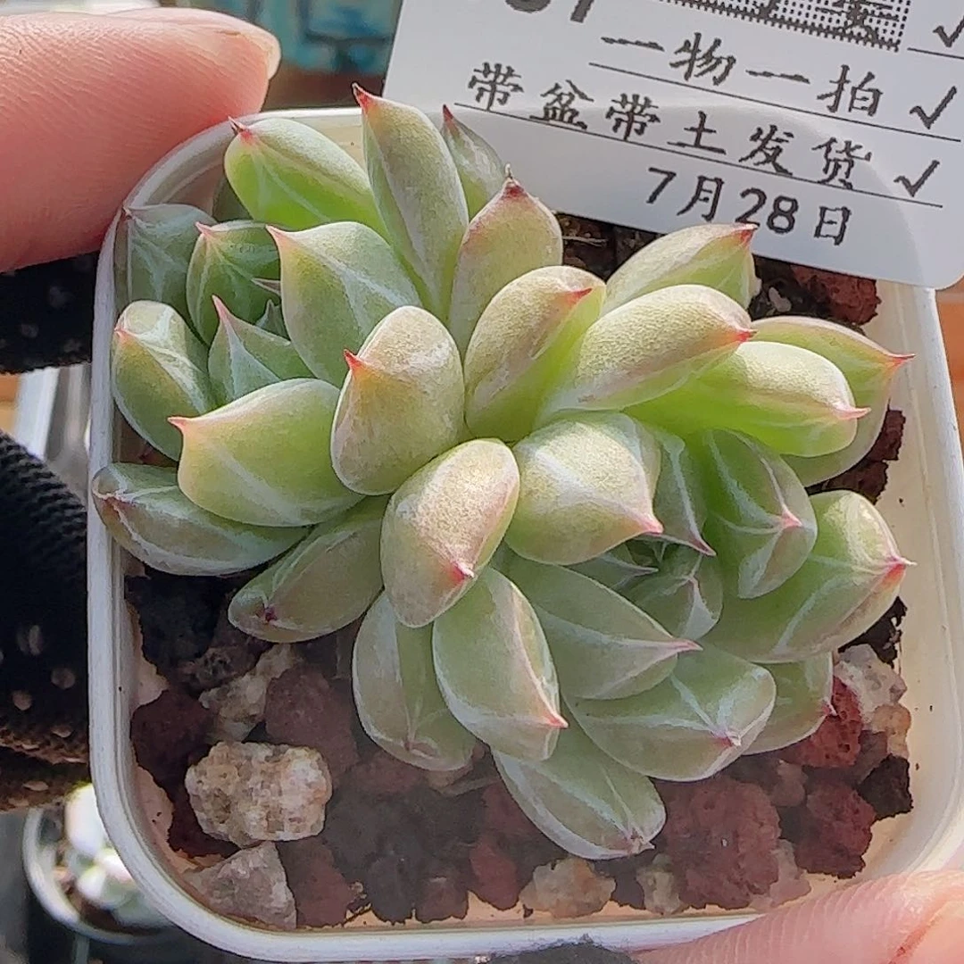 多肉0728-157雪花珍妮