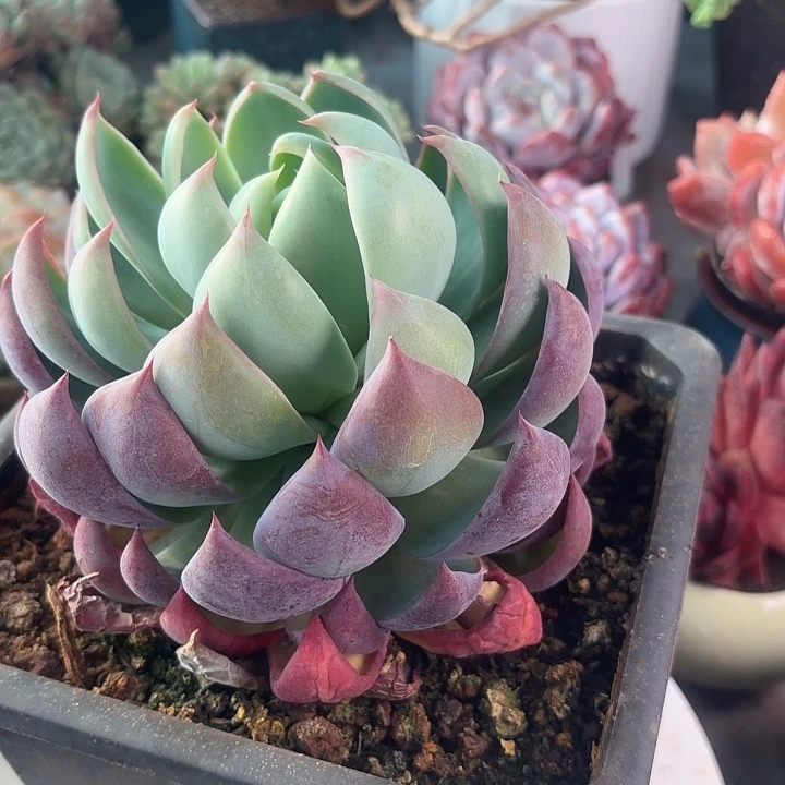 惊鸿仙子多肉植物盆栽