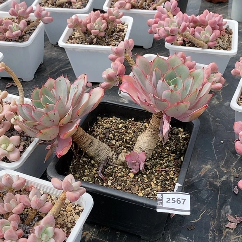 【闪购商品】?****赫拉2567
