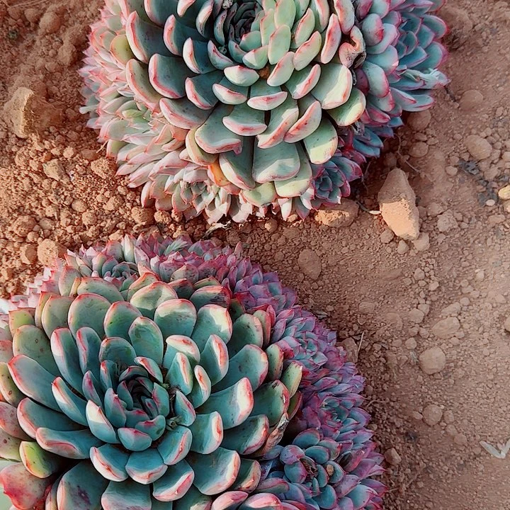 福***制福锦的2个荷花多肉