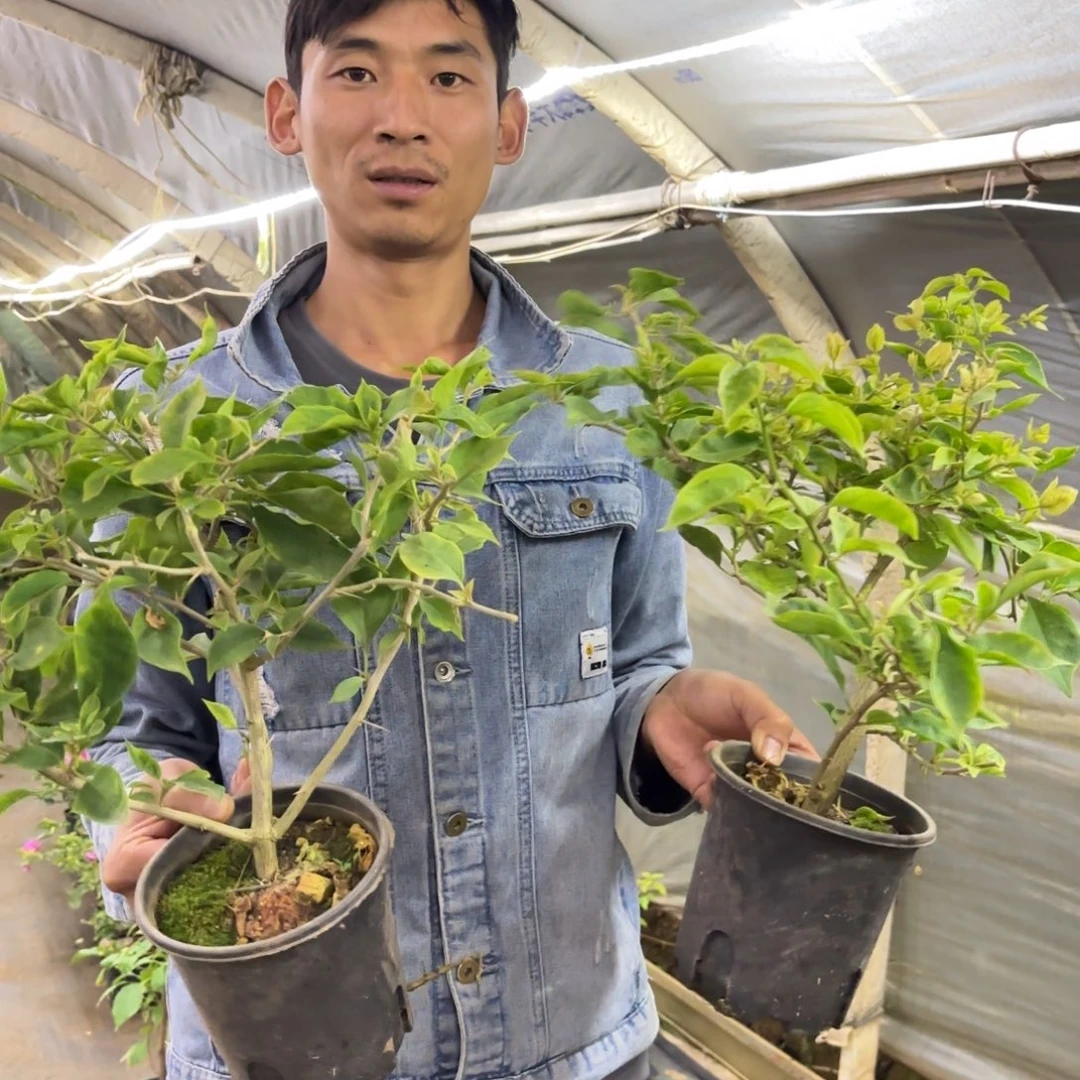 完全开放（抹茶蝶）三角梅会掉花掉叶会光杆有大有小