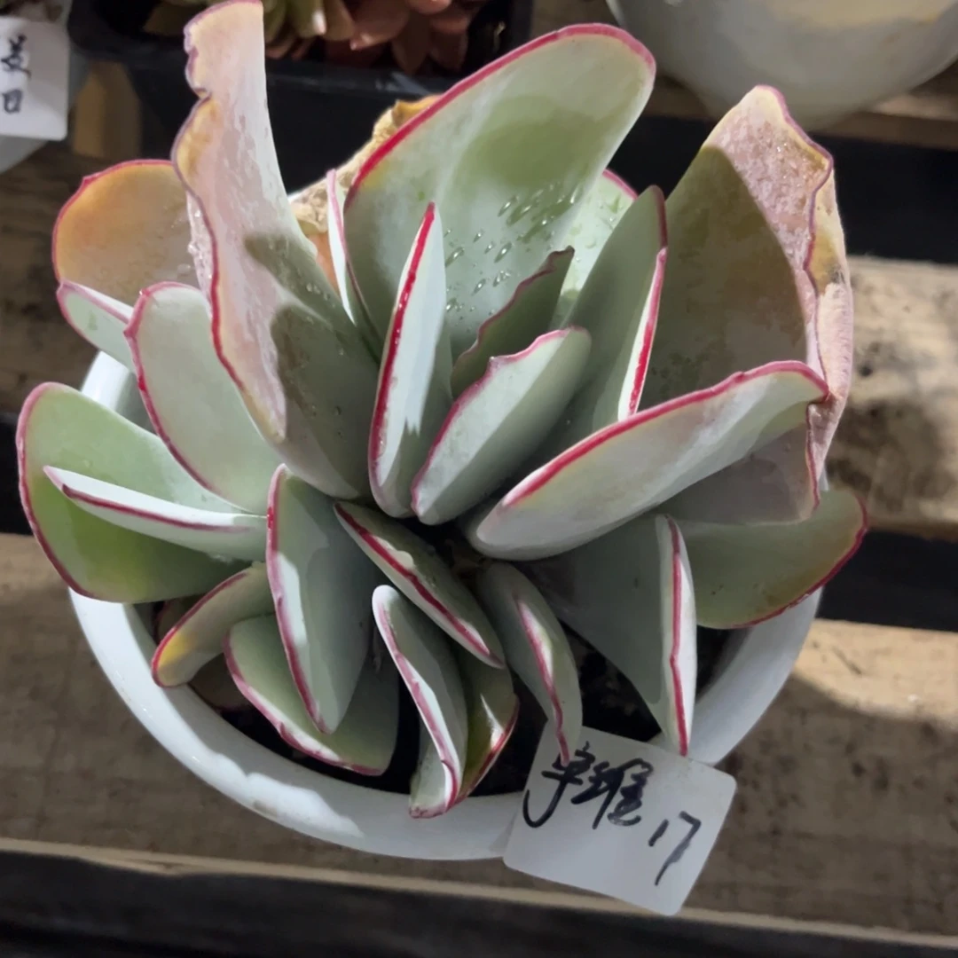 宇****媒 白眉多肉植物一物一拍