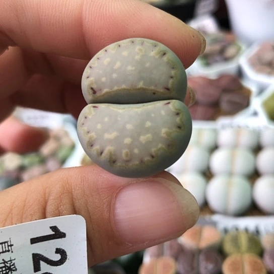 1248，金边线饼干2.5厘米有点微徒