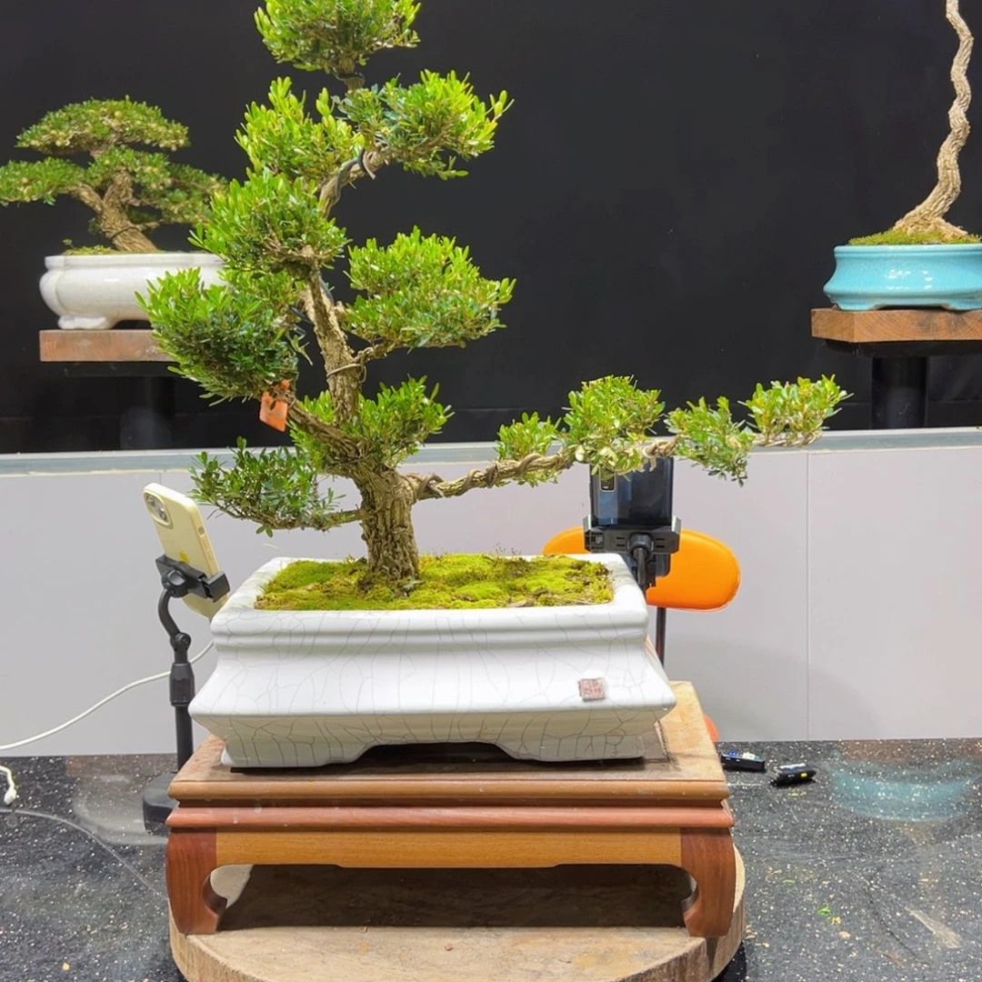 四季常青老桩黄杨盆景