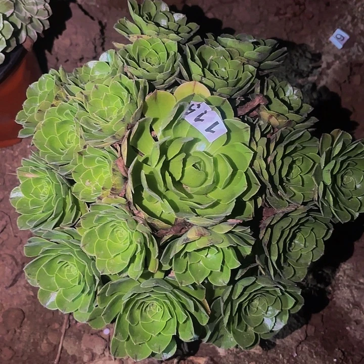 115绿珀多肉植物不售后