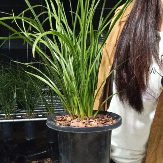 无花朵蕙兰长寿梅，1花苞