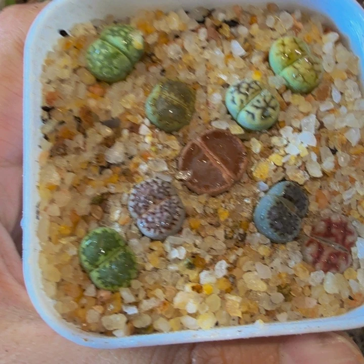 秋**秋多肉葡萄的季节148