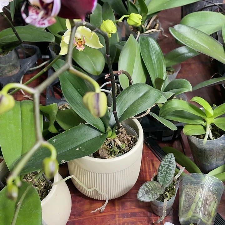 当前无花栽培后可以开花