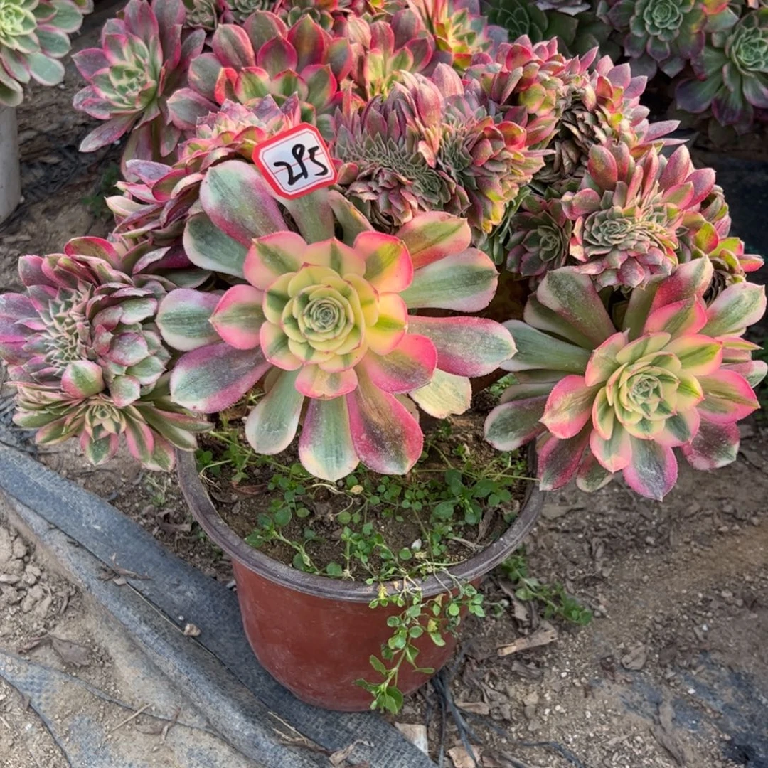 295多肉植物荔枝缀化