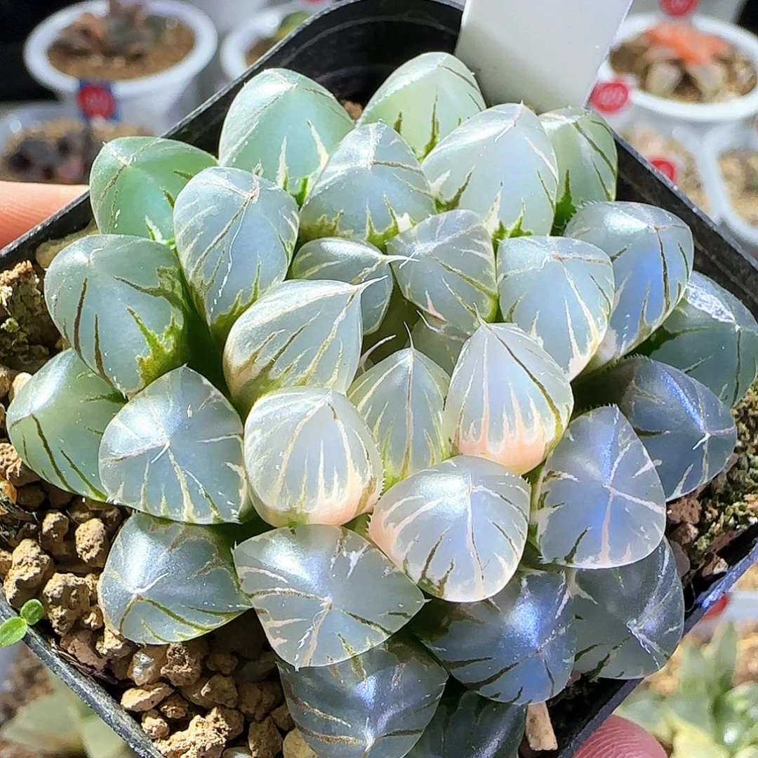 527号霓虹灯一物一拍带盆土