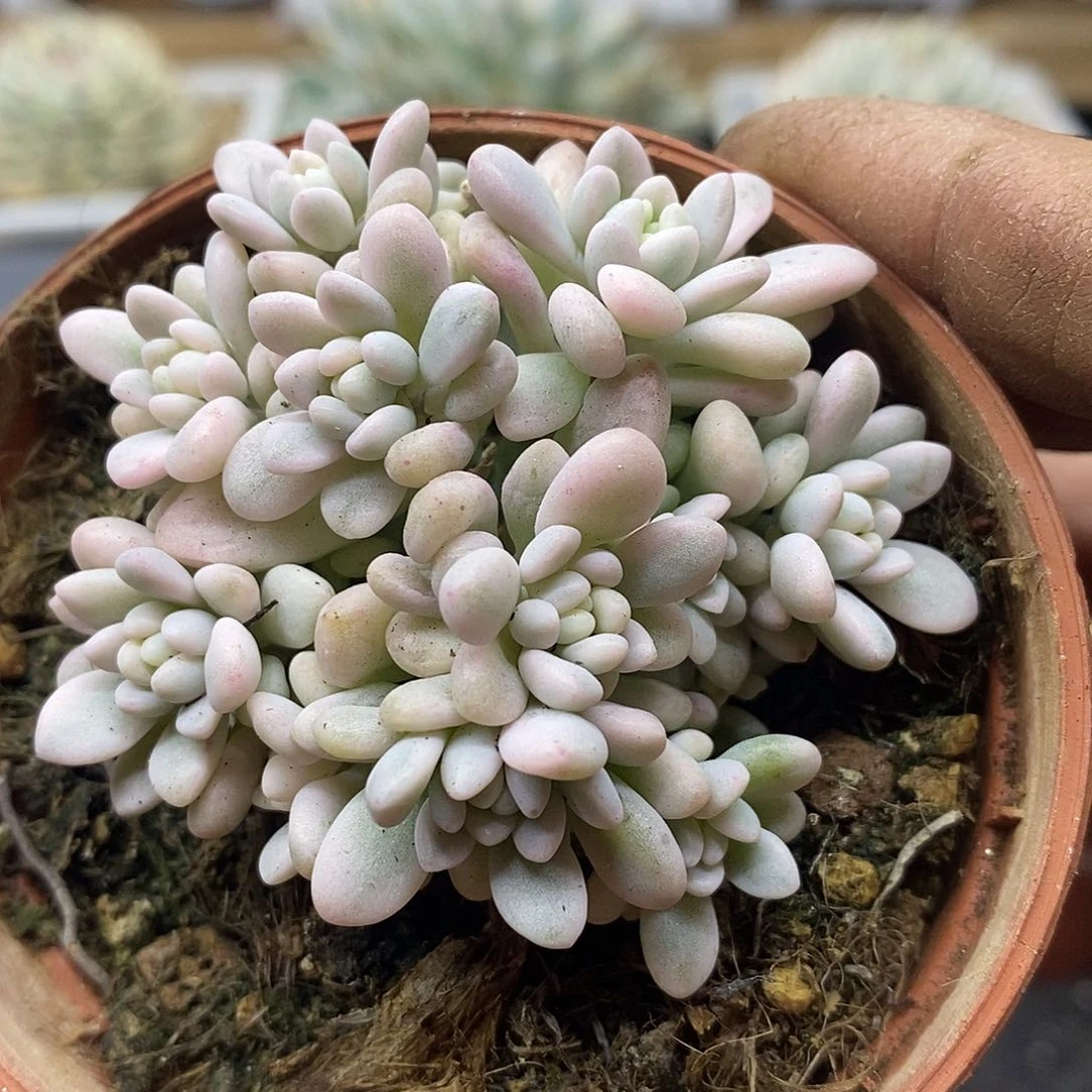 05177 泡泡糖锦自然群 需延时发货