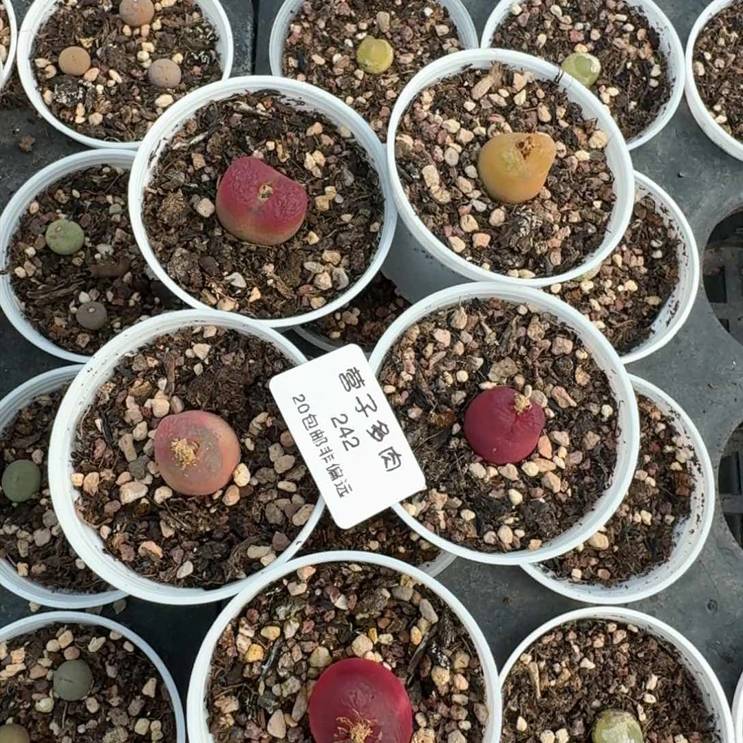 242五颗带盆土发货