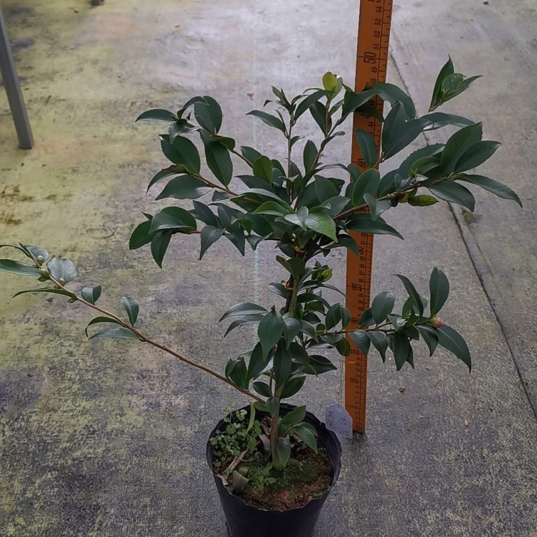 大量花朵（建议范围：8朵-15朵 或40%以上）芙蓉香波